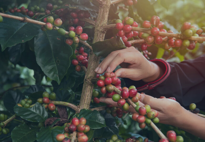 custom-success-stories